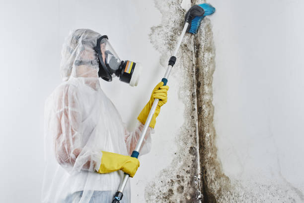 Best Office Mold Removal Services  in Spearville, KS