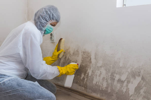 Best Toxic Mold Removal  in Spearville, KS