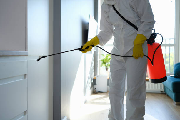 Best Same-Day Mold Removal  in Spearville, KS