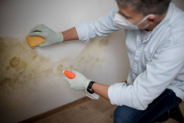 Best Water Damage Restoration  in Spearville, KS