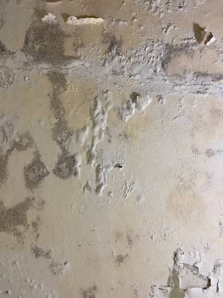 Best Certified Mold Removal  in Spearville, KS