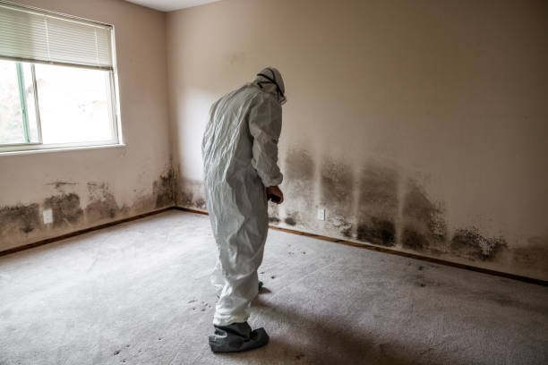 Reliable Spearville, KS Mold Removal Solutions