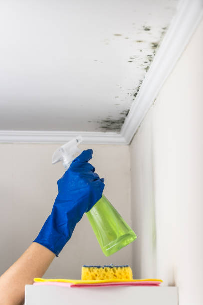 Best Mold Removal Company Near Me  in Spearville, KS