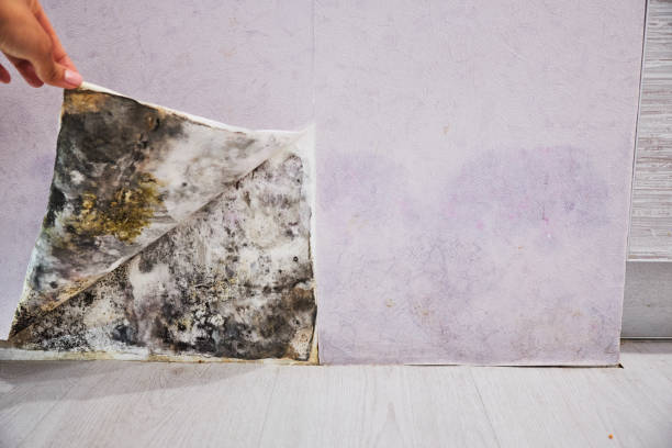 Best Mold Remediation Services  in Spearville, KS